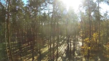 Güneş sonbahar Ahşap uçuş kadar güzel. Hava