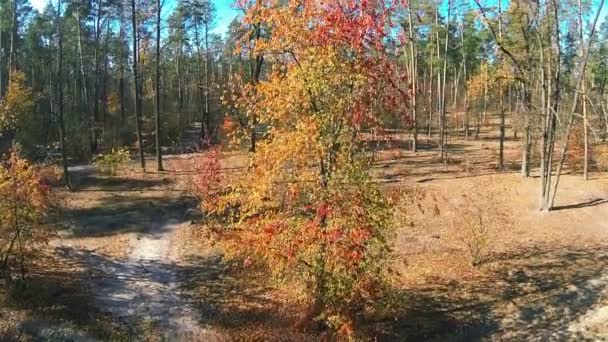 Bel arbre aux feuilles rouges et jaunes en automne. Aérien — Video