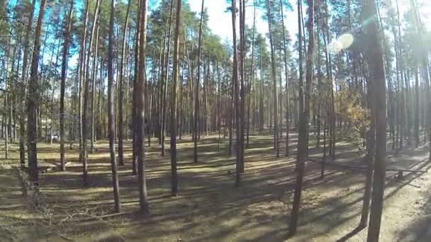 Schöner Aufstieg in solarem Herbstholz mit Teich. Antenne — Stockvideo