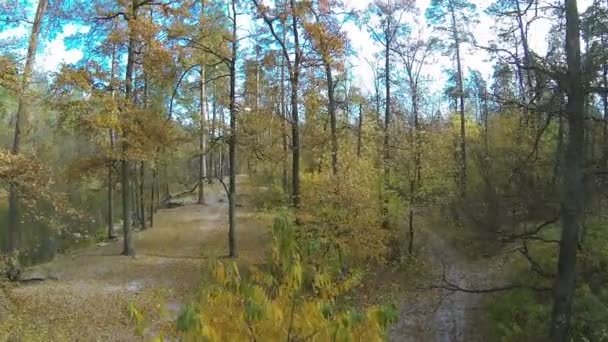 Omhoog over herfst hout in gele kleur. Luchtfoto — Stockvideo