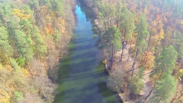 Arriba sobre el río de otoño en madera. Parte superior aérea — Vídeos de Stock