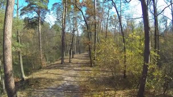 Arriba sobre el bosque de otoño con árboles secos. Disparo aéreo — Vídeos de Stock