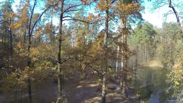 Arriba sobre el bosque de otoño con árboles secos y río. Disparo aéreo — Vídeos de Stock