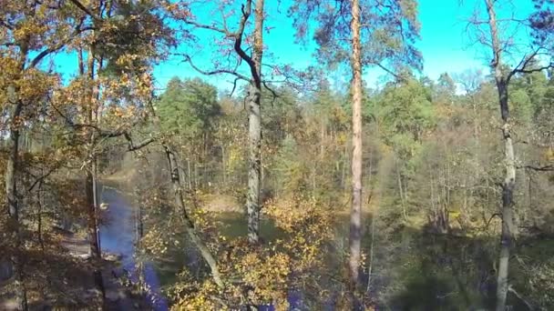 Up over  autumn  wood with dry trees and river  . Aerial  shot — Stock Video