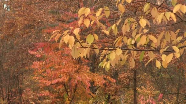 Větev stromu s žlutými listy. Podzimní krajina Pal — Stock video