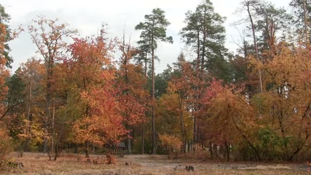 Jesień krajobraz lasu. PAL — Wideo stockowe