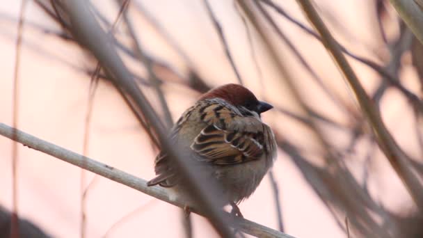 Moineau assis sur la branche de l'arbre — Video