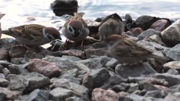 Kudde van vogels sparrow in de buurt van water ziet er voor de menselijke voeding. — Stockvideo