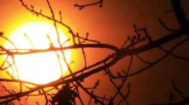 Ağaçların dallarından büyük güneşle kırmızı gün doğumu  .