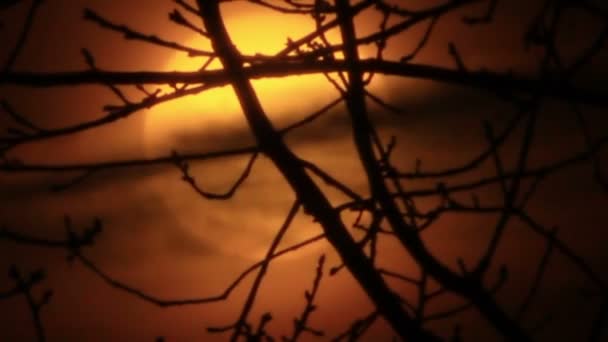 Lever de soleil rouge avec grand soleil à travers les branches des arbres   . — Video