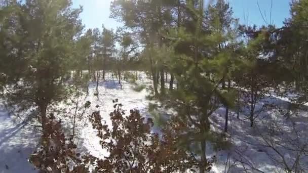 Omhoog boven hout in sneeuw in de winter. Luchtfoto — Stockvideo