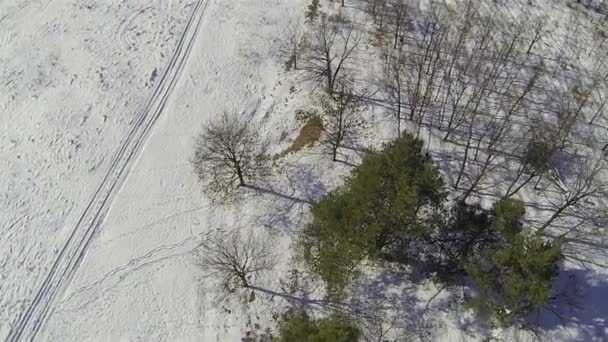 Над лесом и дорогой в снегу. Вид сверху с воздуха — стоковое видео