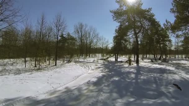 Omhoog boven hout in sneeuw in de winter. Zonnige dag. Luchtfoto — Stockvideo