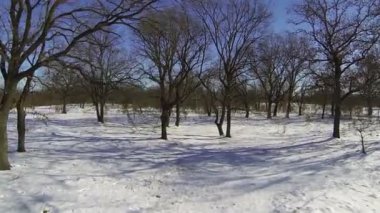 Kar üzerinde ağaçlar ve gölgeler. Kış hava