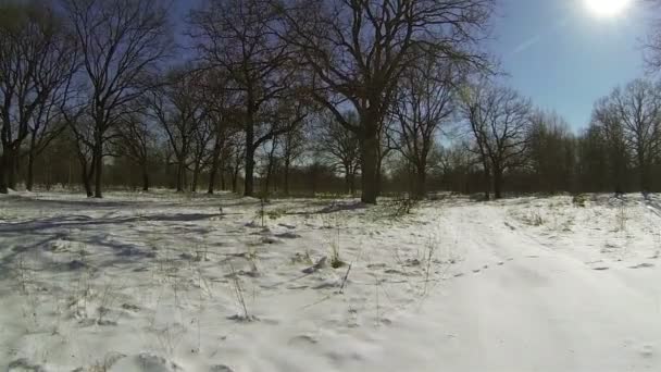 Snow, trees and shadows. Winter landscape. Aerial — Stock Video