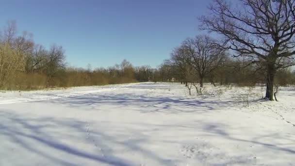 Старе дерево з зів'ялим листям на сніжному полі. Повітряні — стокове відео