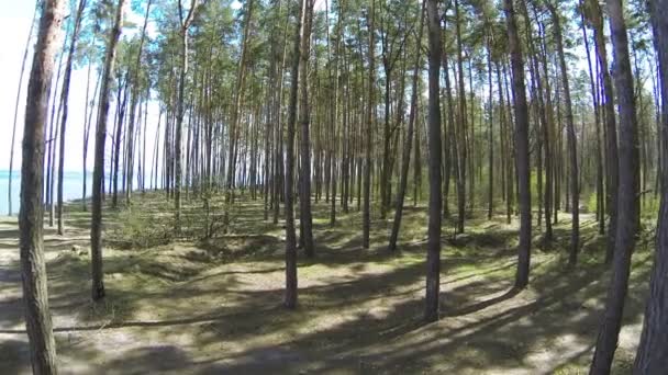 Slow flight between trees in  wood. Aerial shot — Stock Video