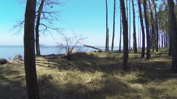 Langzame vlucht tussen bomen naar zee luchtfoto — Stockvideo