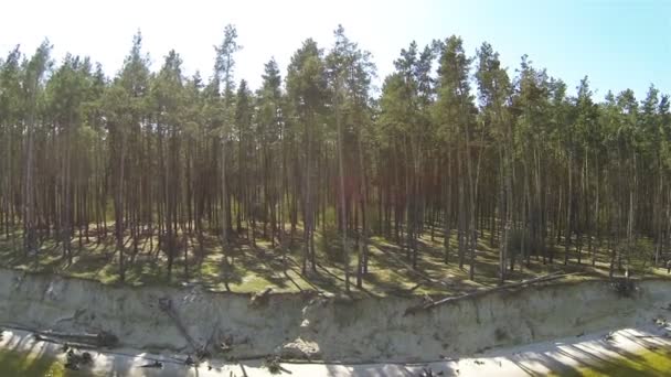 Sandy coast of lake with trees . Aerial rear fly — Stock Video