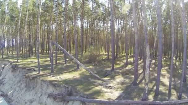 Omgevallen boom in hout. Luchtfoto — Stockvideo