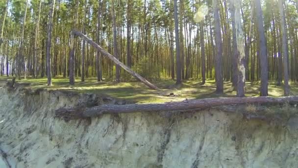 Падшее дерево в лесу и на берегу озера. Авиационная задняя муха — стоковое видео