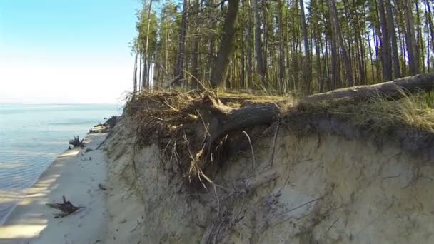 Raíces del árbol caído. Disparo aéreo — Vídeo de stock