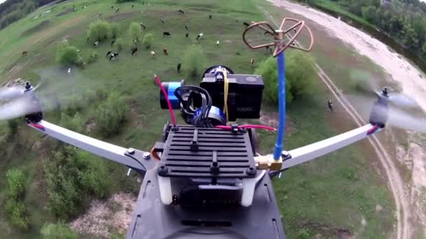 Manada de vacas en el prado y aviones no tripulados voladores. Clip POV — Vídeos de Stock