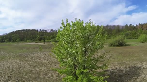 Flight over blossoming tree spring day . Aerial — Stock Video