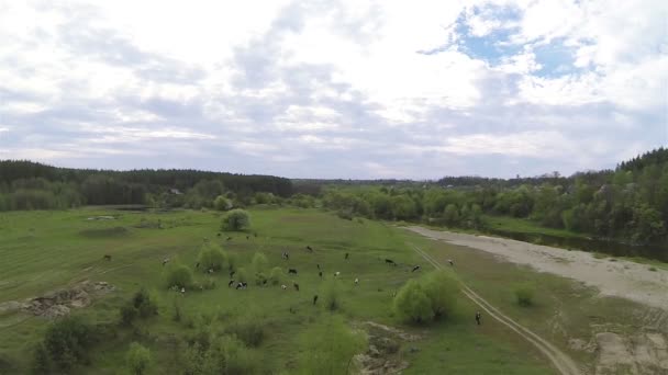 Troupeau de vaches de taille. Aérien — Video