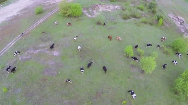 Herd of , cows from height. Aerial  top view — Stock Video