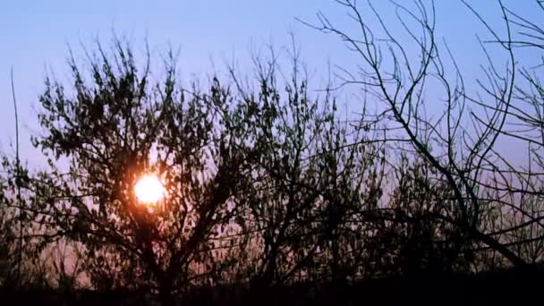 Ciel coucher de soleil ciel à travers les arbres sombres. Délai imparti — Video