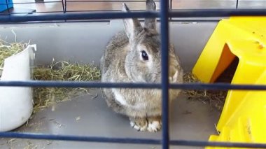 Tavşan Kafes içinde burun ile hareket eder.