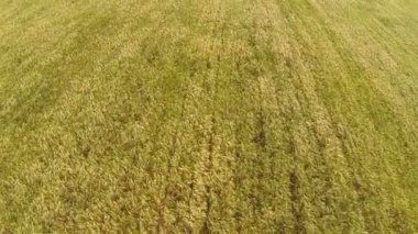 hızlı uçuş buğday alanın üzerinde. Hava düşük yükseklik Üstten Görünüm