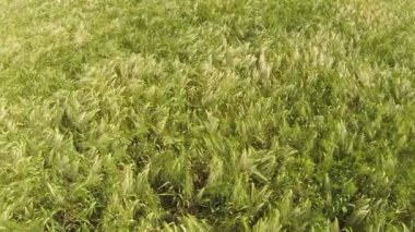 yavaş hareket uçuş buğday alanın üzerinde. Hava düşük yükseklik Üstten Görünüm