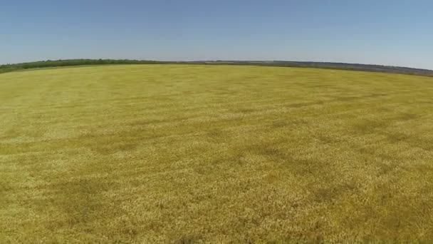 Sobrevoando o campo de trigo. Vista aérea — Vídeo de Stock