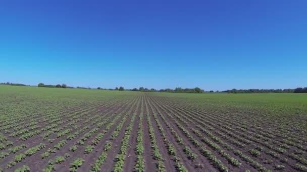 Voo sobre o campo agrícola com brotos jovens de plantas. Altura aérea baixa — Vídeo de Stock