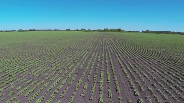 Flight over  agricultural field with young sprouts of plants. Aerial  low height — Stock Video