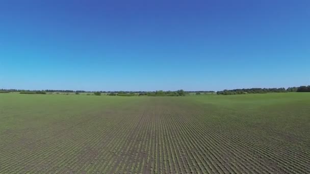 Flug über landwirtschaftliches Feld mit jungen Pflanzen. Antenne — Stockvideo