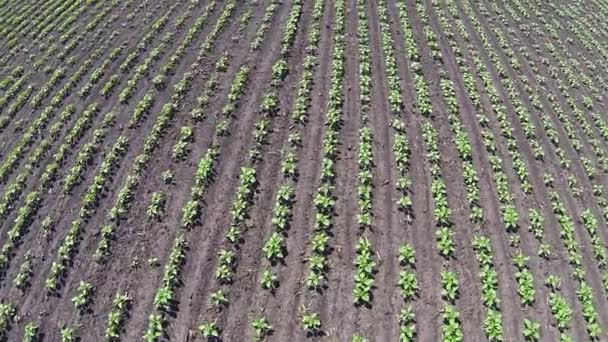 Vuelo sobre el campo agrícola con plantas jóvenes. Cámara lenta aérea — Vídeos de Stock