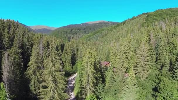 Mountains with fir-trees in a sunny day. Aerial shot — Stock Video