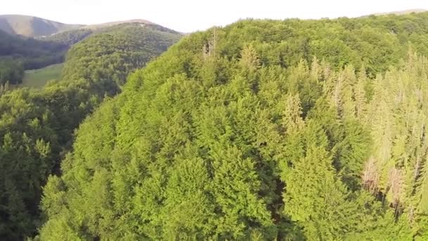 Over wood in mountains. Aerial — Stock Video