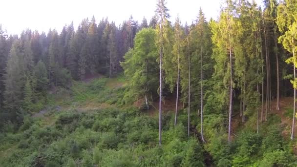 Hermoso vuelo matutino sobre madera en montañas con luz solar. Vuelan 55 segundos aéreos — Vídeo de stock