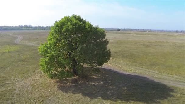 Гладкий задний пролет над полем с одиноким деревом. Воздушный — стоковое видео