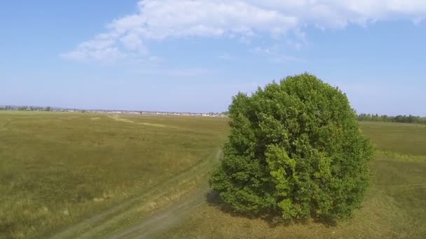 Sanfter Flug um einen einsamen Baum im grünen Feld. Antenne — Stockvideo