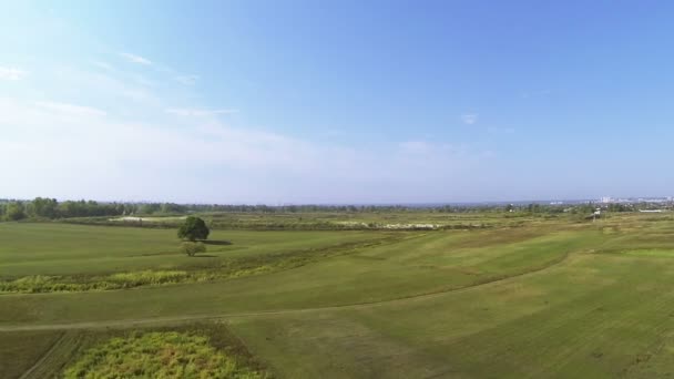Vol calme et doux au-dessus du champ avec arbre solitaire. Aérien 