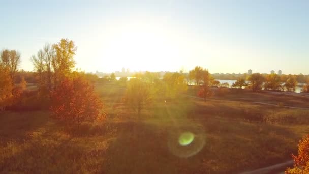 Herbst bei Sonnenuntergang. Sonnenstrahlen und gelber Baum. Antenne. — Stockvideo