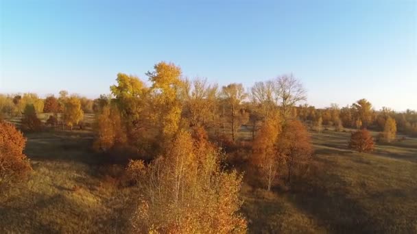 秋天在日落的时候。阳光和黄色的树。空中横向飞 — 图库视频影像