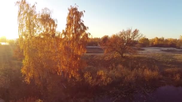 Otoño en amarillo. Vuela alrededor del árbol amarillo. Antena — Vídeos de Stock