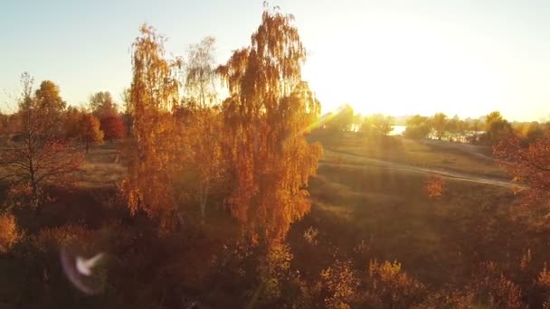 Podzim v žluté. Létají kolem žlutá strom. Antény — Stock video