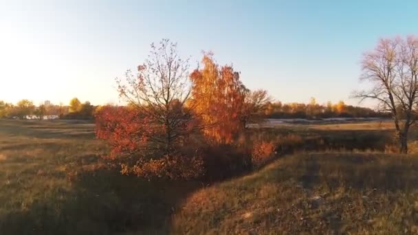 Otoño en amarillo. Vuela sobre el árbol amarillo. Antena — Vídeos de Stock